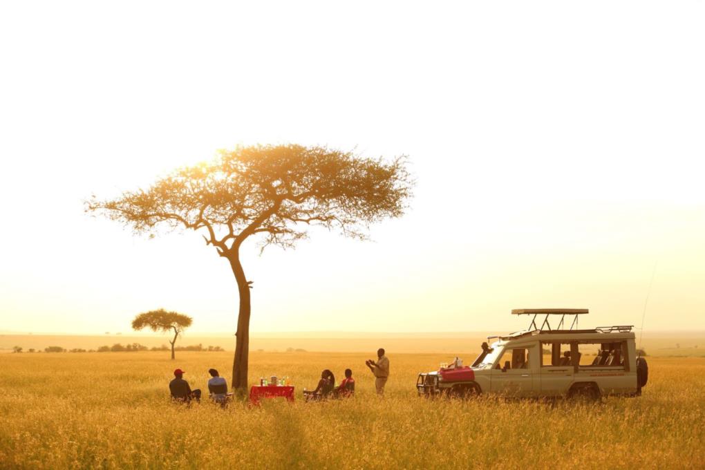 Lone acacia tree at sunset on the African plains